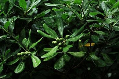 光谱资讯经典游戏《梦幻四驱车》Steam页面上线 5月30日发售